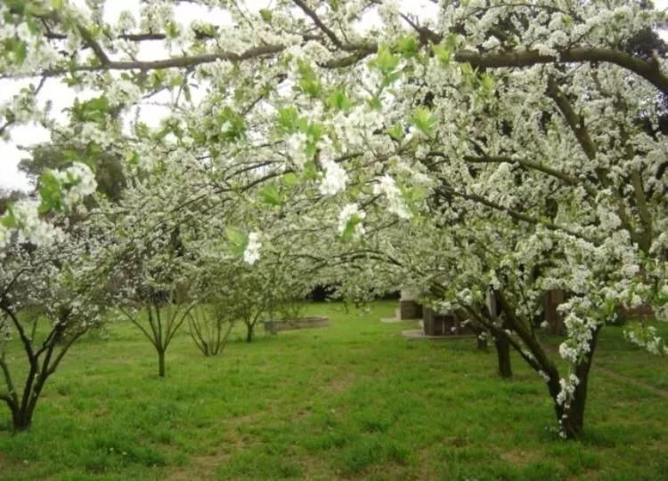Foto del campo
