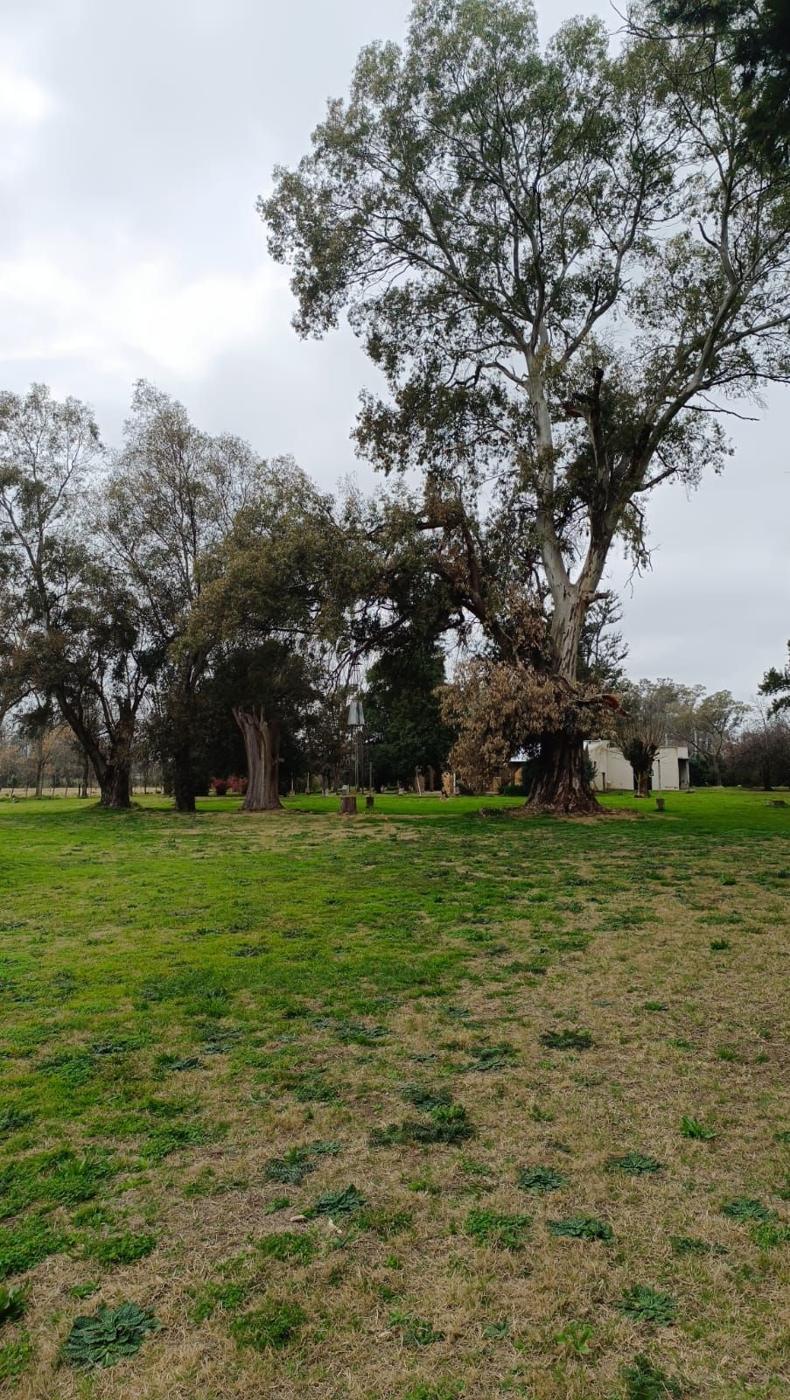 Foto del campo