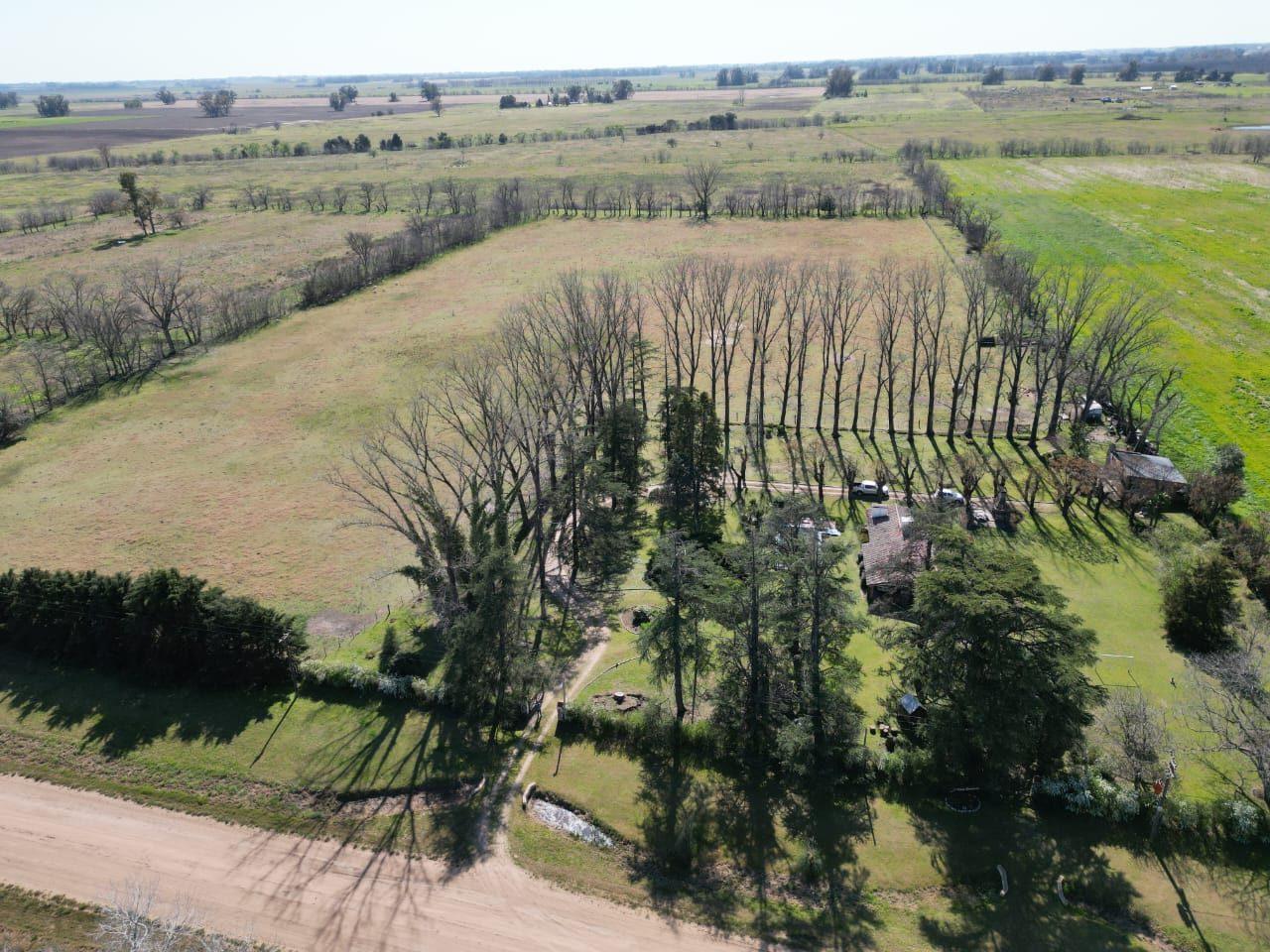 Vista aérea de una chacra con cortinas de álamos